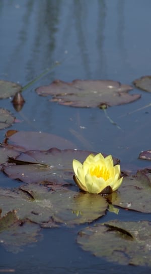 yellow lotus flower thumbnail