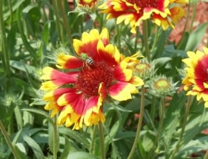 yellow and red petaled flower thumbnail
