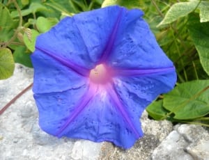 blue and pink flower thumbnail