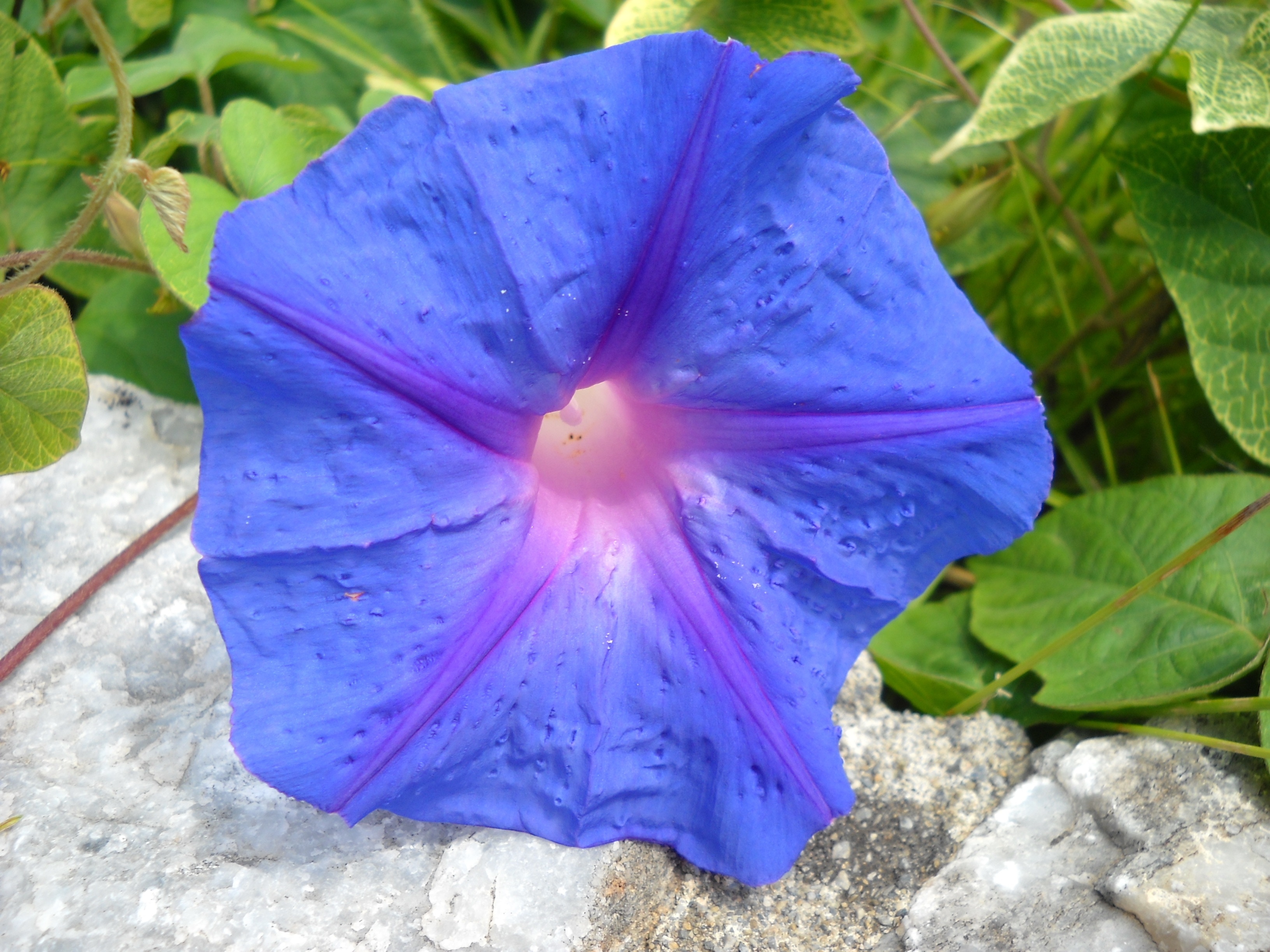 blue and pink flower