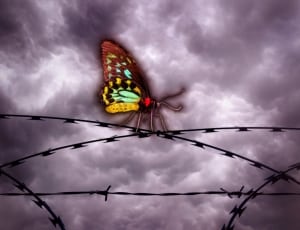 brown yellow black and red butterfly illustration thumbnail