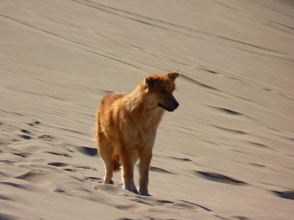 tan long coat medium size dog preview
