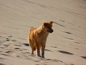 tan long coat medium size dog thumbnail