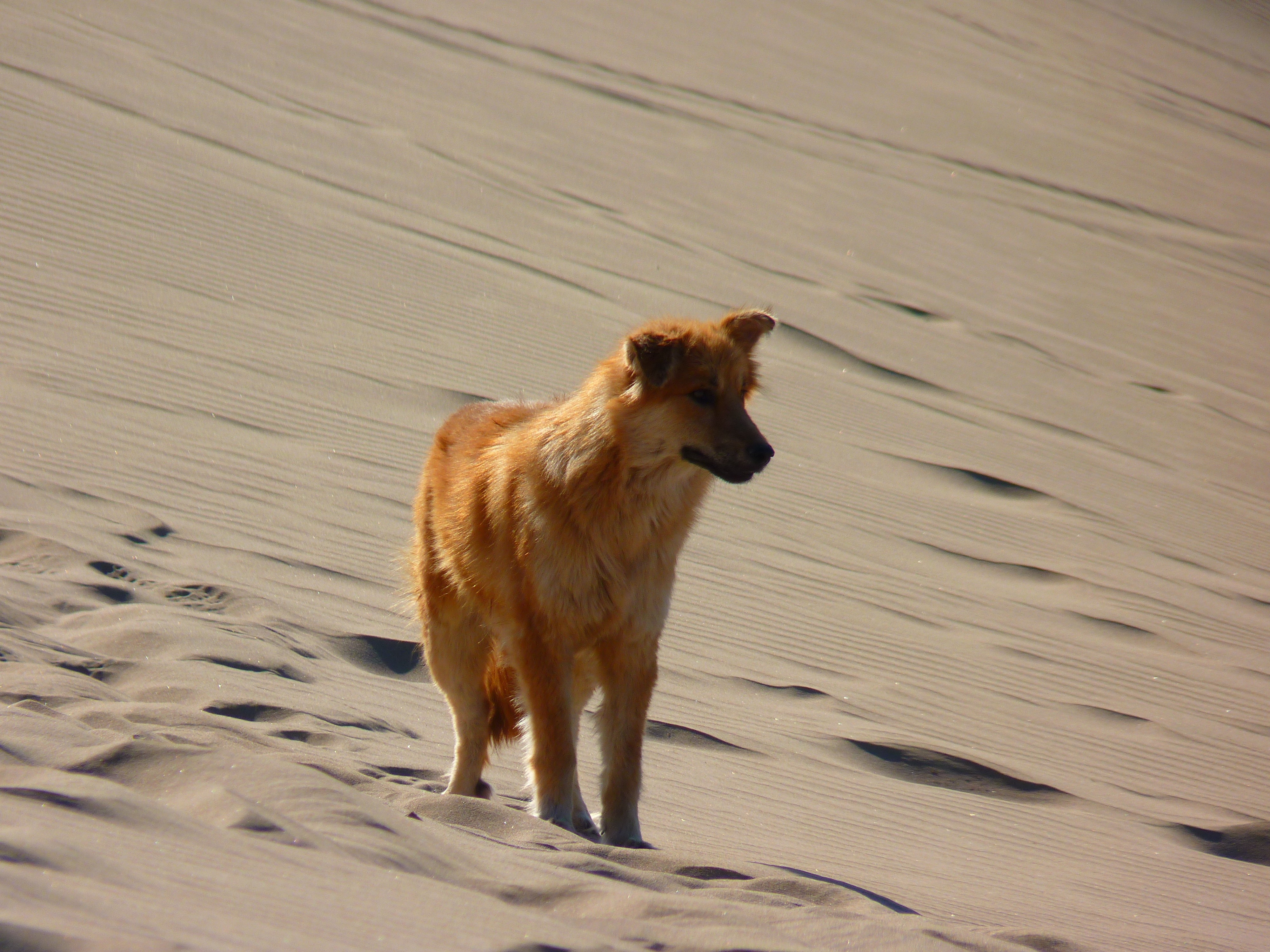tan long coat medium size dog
