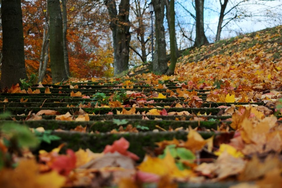 yellow and brown leaves on green stairways near trees preview
