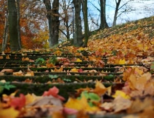 yellow and brown leaves on green stairways near trees thumbnail