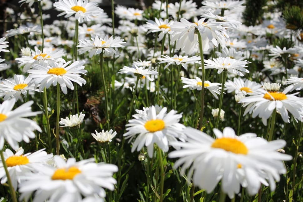 oxeye daisy preview