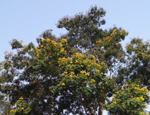 green and yellow flower tree thumbnail