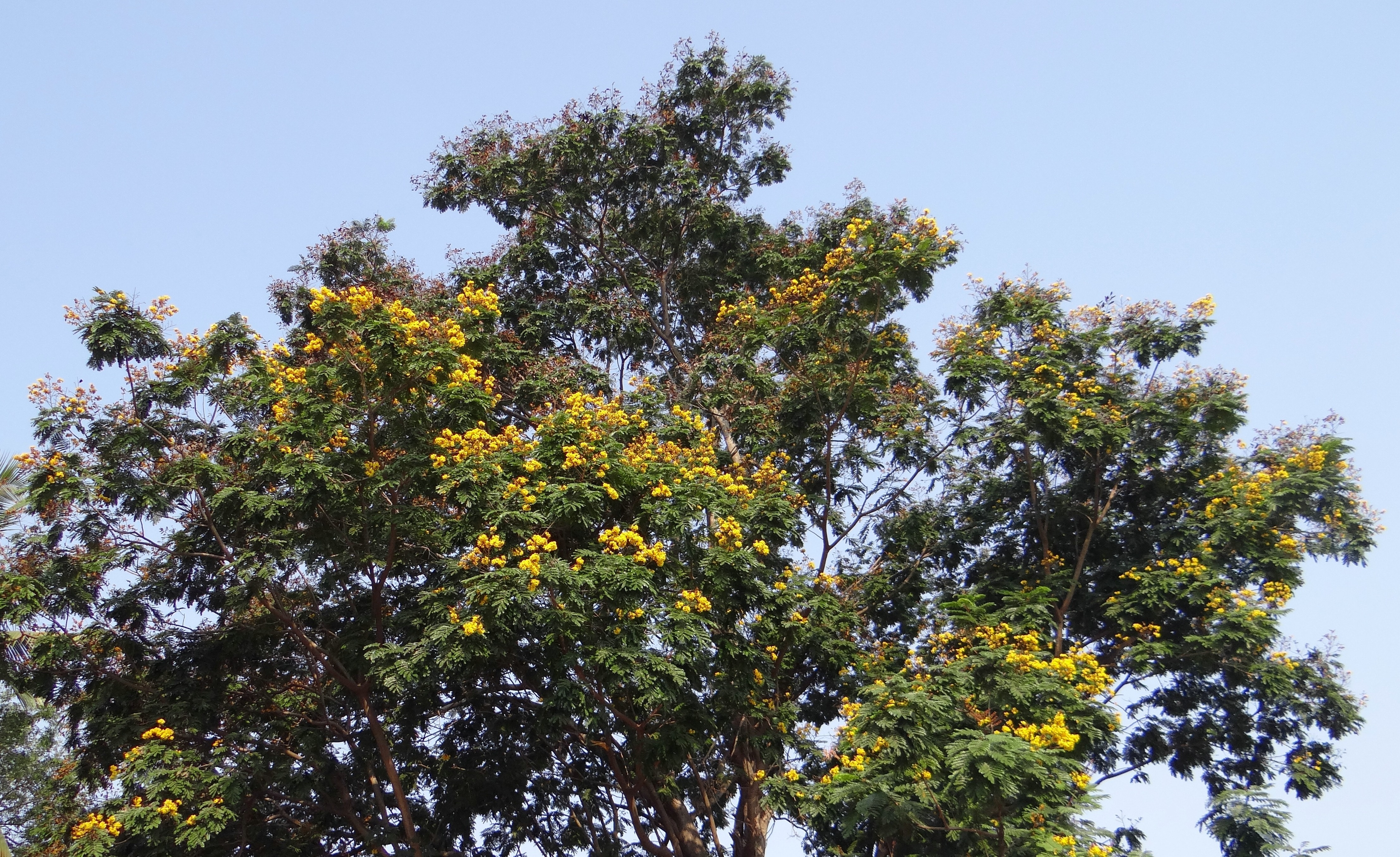 green and yellow flower tree