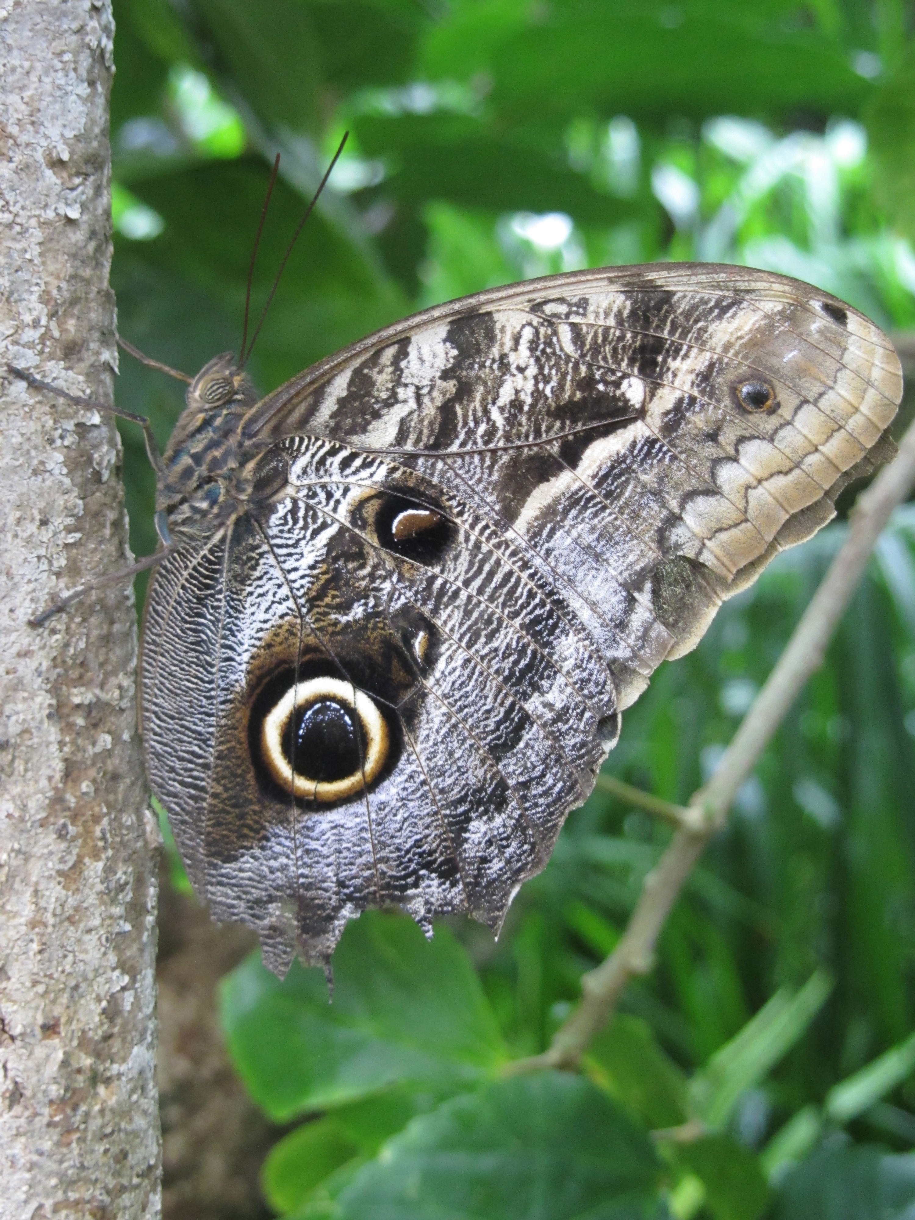 owl butterly