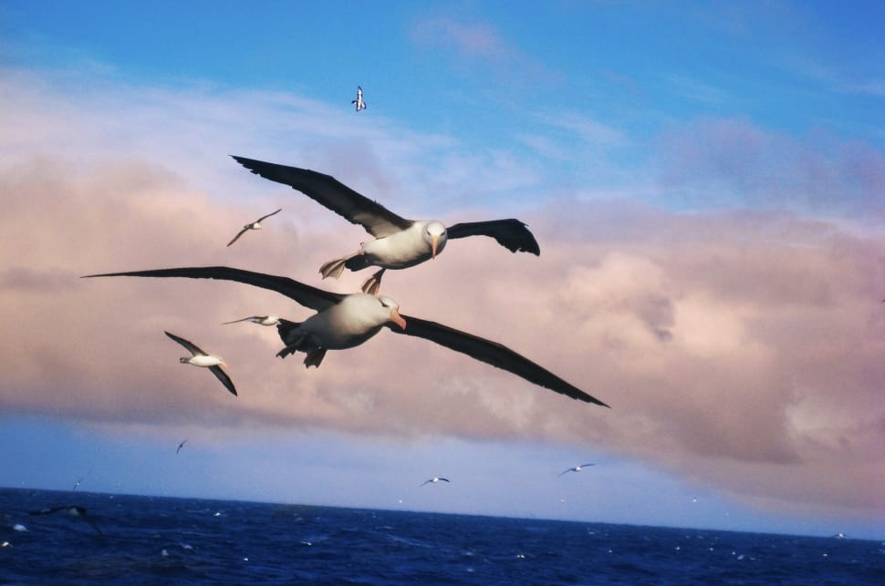 Albatros, Birds, Aquatic, Landscape, sky, cloud - sky preview
