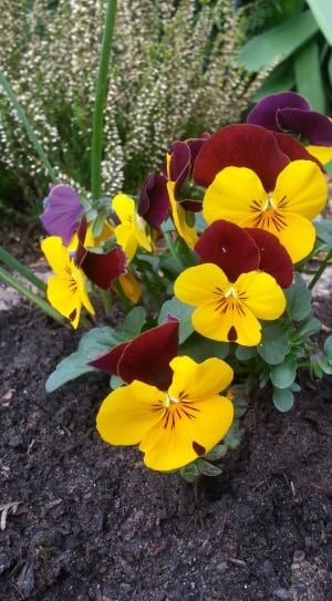 yellow red and purple petaled flower thumbnail