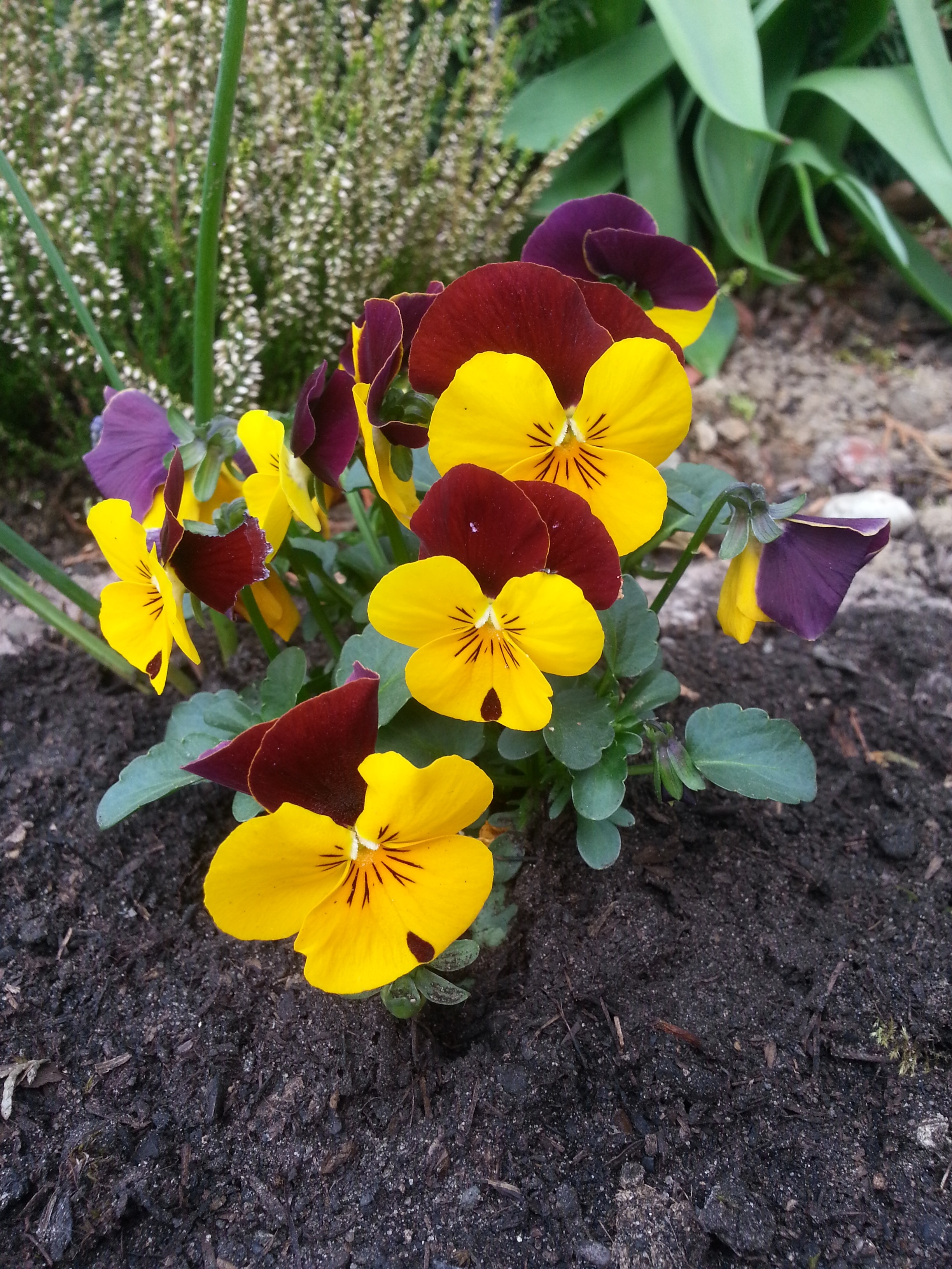 yellow red and purple petaled flower