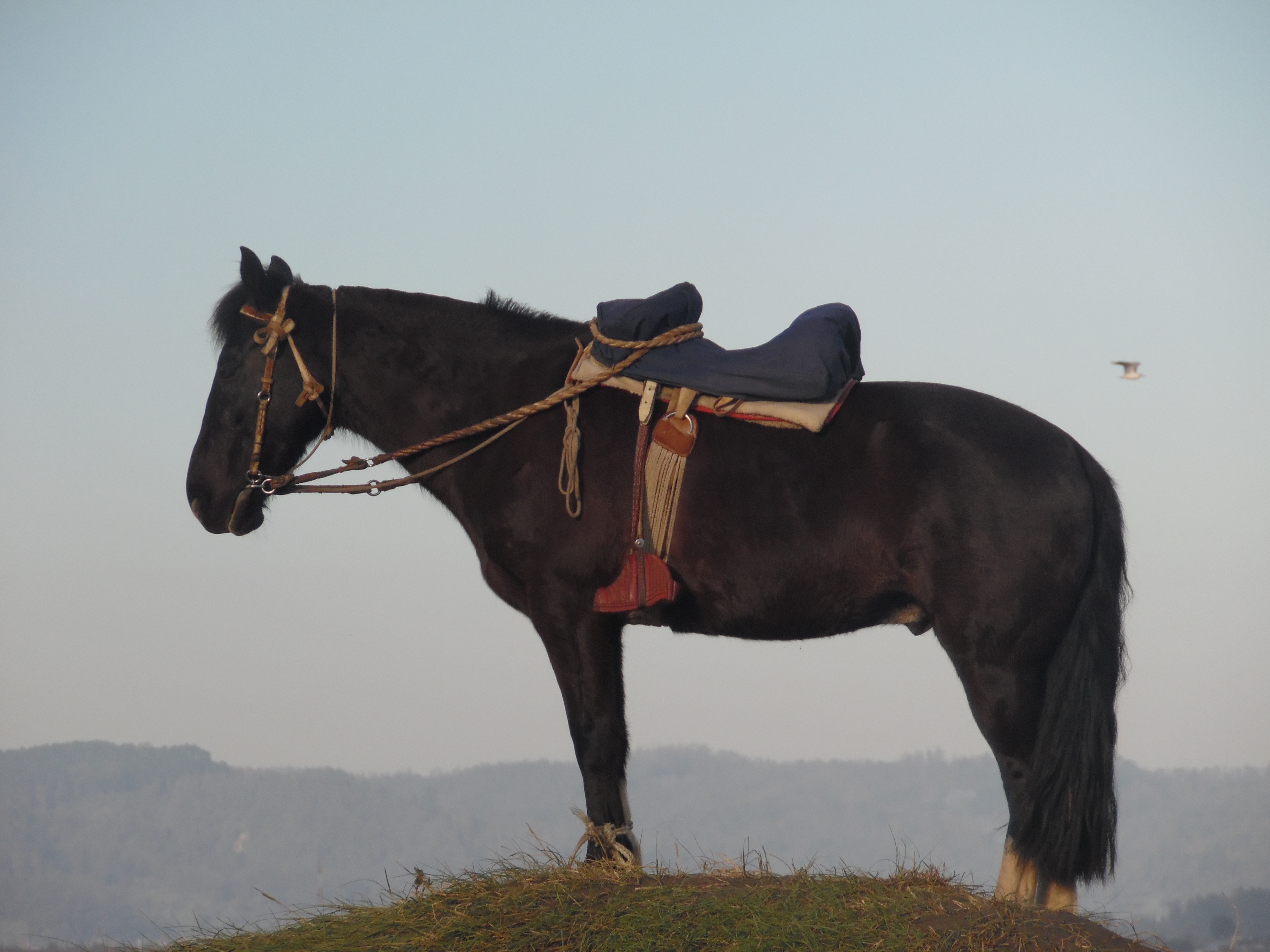 Подам лошадь. Верхово вьючные лошади. Алтайская вьючная лошадь. Туркменские лошади Ахалтекинцы. Вьючное седло.