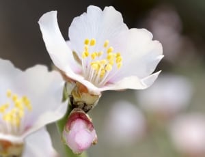 white petal flower with yellow stigma thumbnail