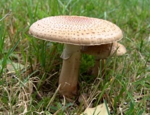 beige mushroom thumbnail