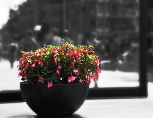 shallow focus photography of red flower with vase thumbnail