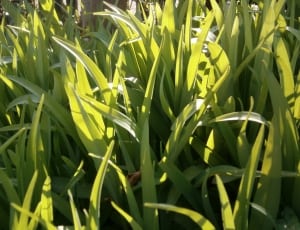 green grass during daytime thumbnail