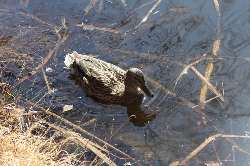 gray and black duck on swamp preview