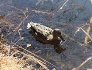 gray and black duck on swamp thumbnail
