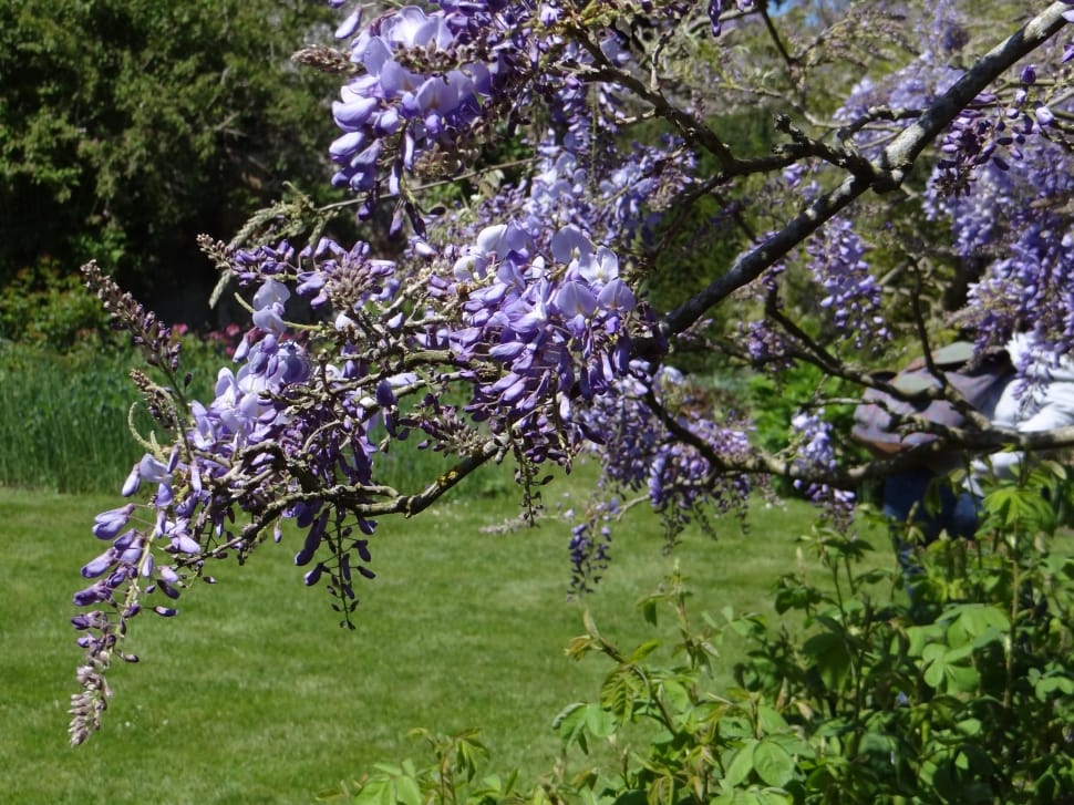purple wisteria tree preview