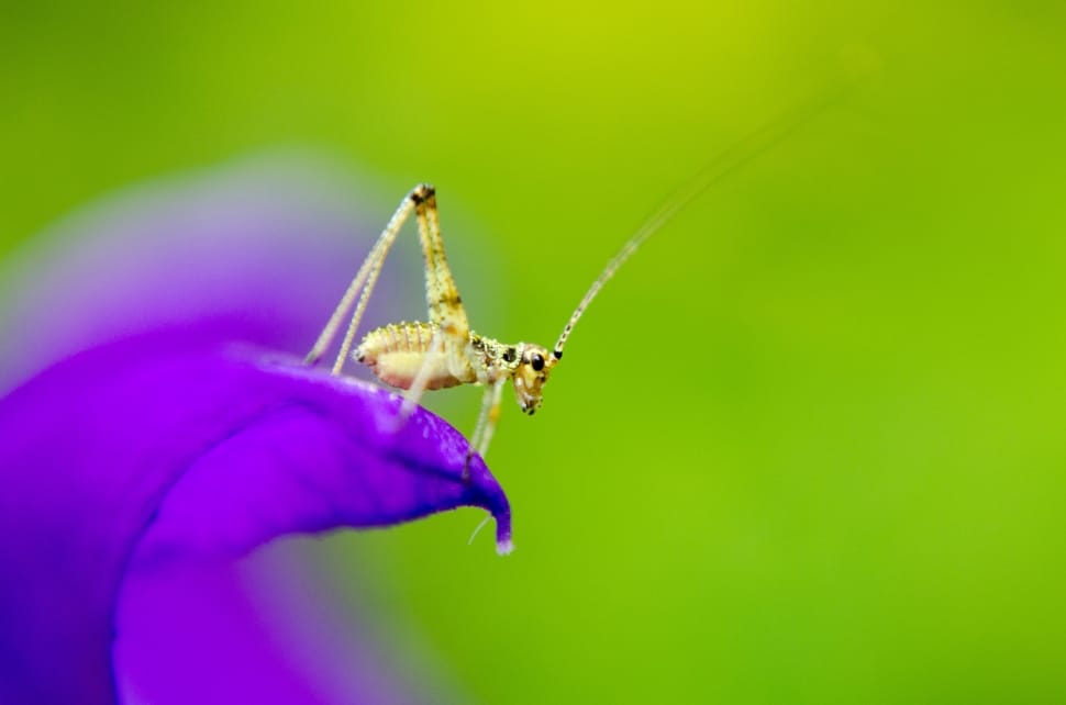 white and brown grasshopper preview