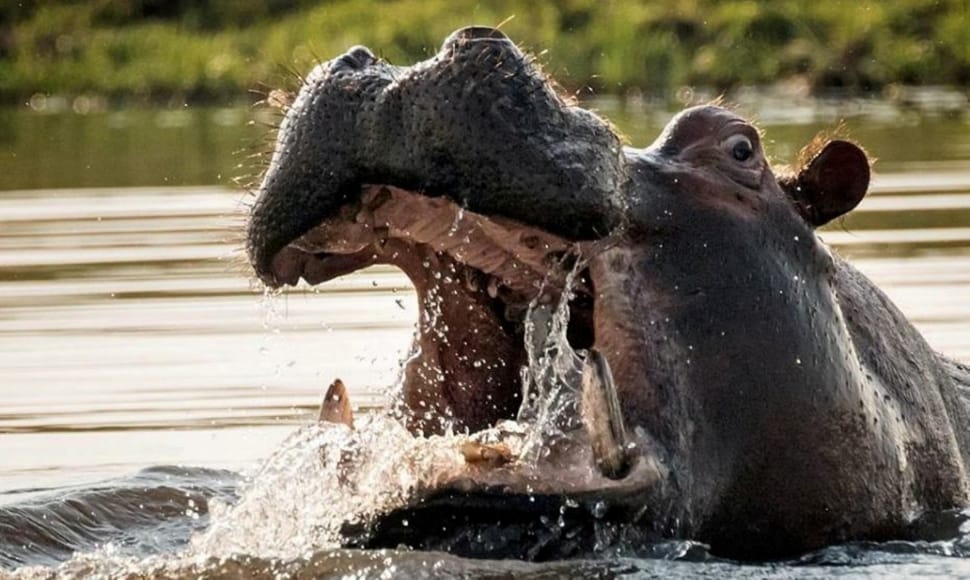 brown hippopotamus preview