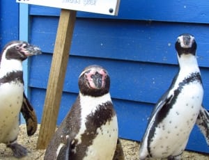 3 penguins standing beside blue wall thumbnail