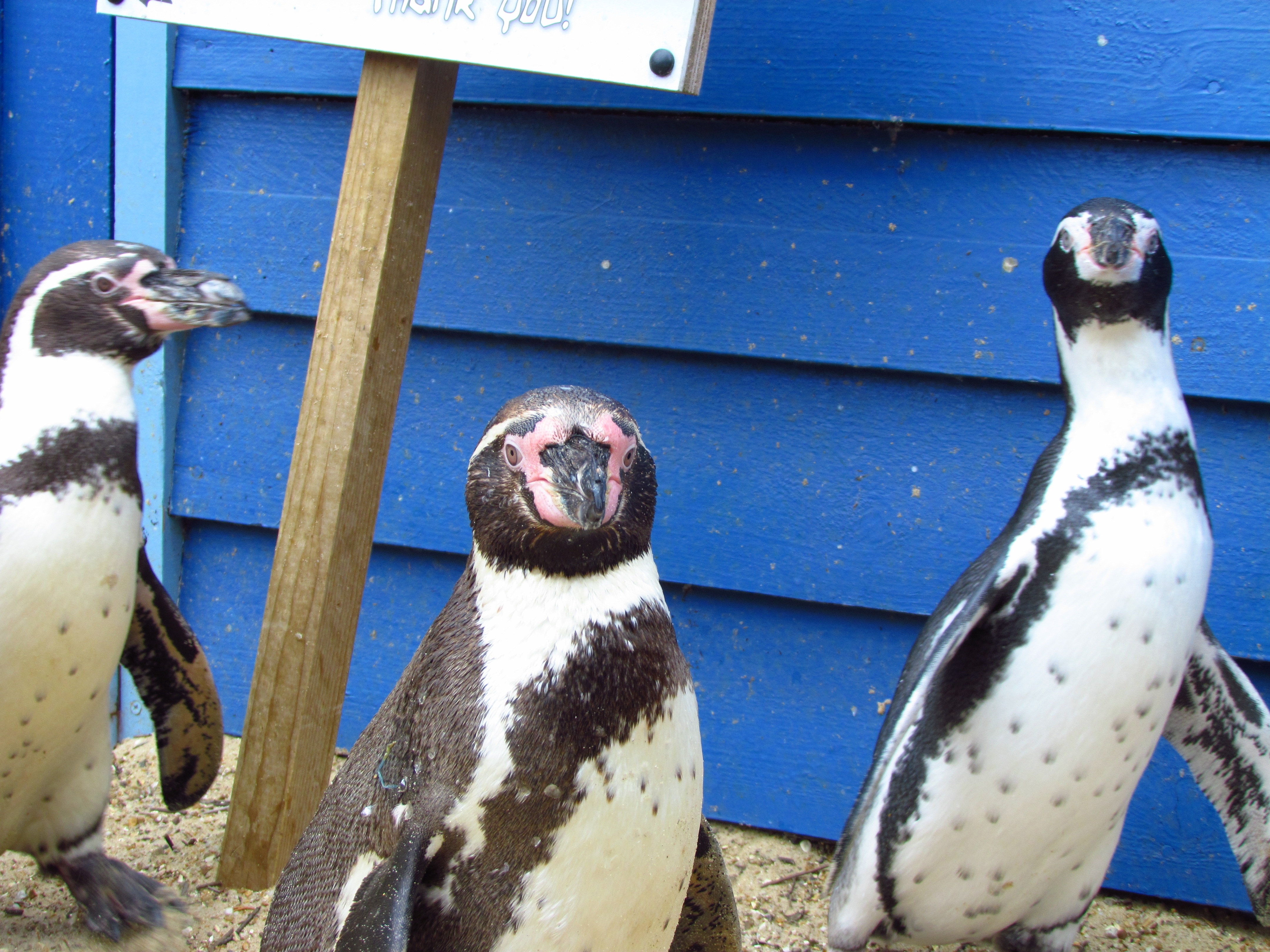 3 penguins standing beside blue wall