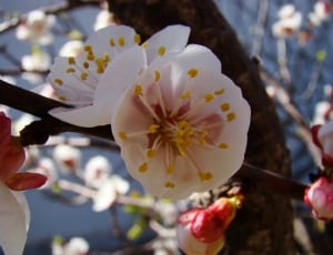 white and red apple blossom thumbnail