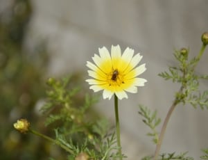 white and yellow petaled flower thumbnail
