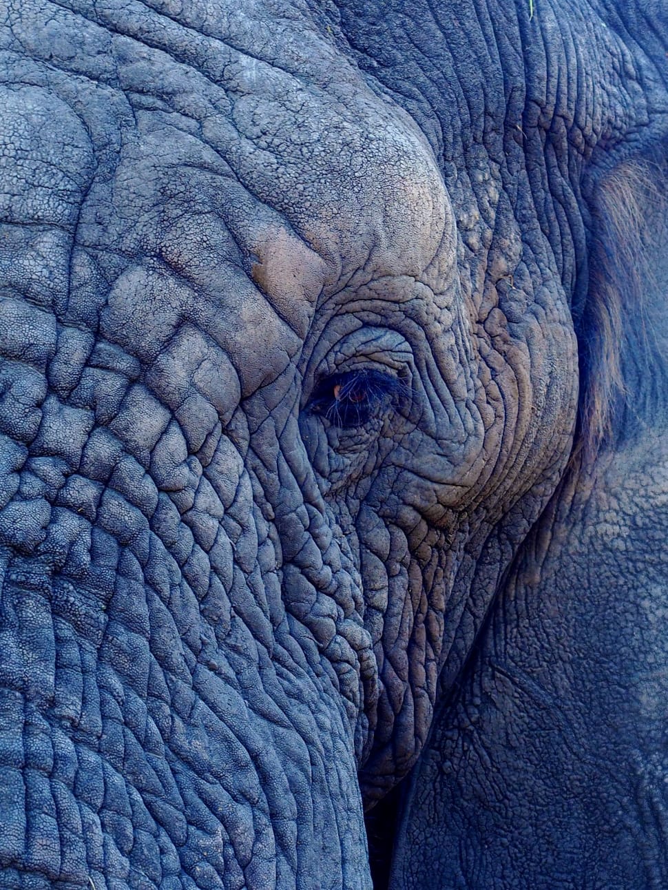 close-up photo of grey elephant preview