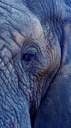 close-up photo of grey elephant thumbnail
