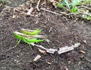 2 green grasshoppers thumbnail