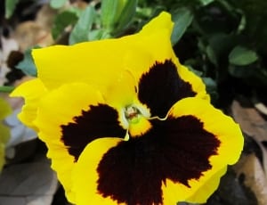 yellow and brown petal flower thumbnail