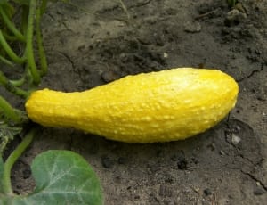 yellow vegetable thumbnail