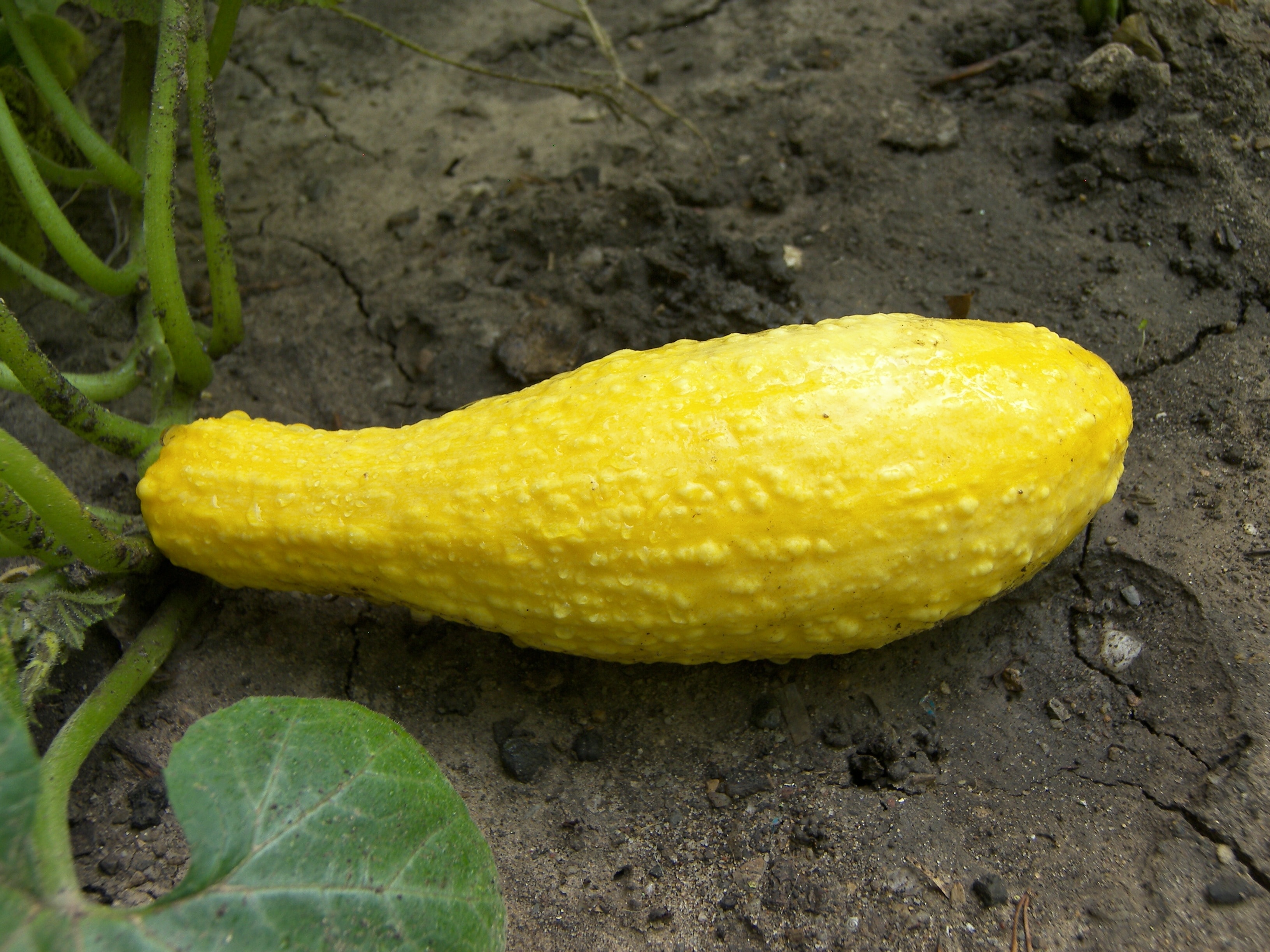 yellow vegetable