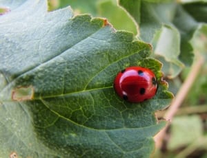 ladybug insect thumbnail