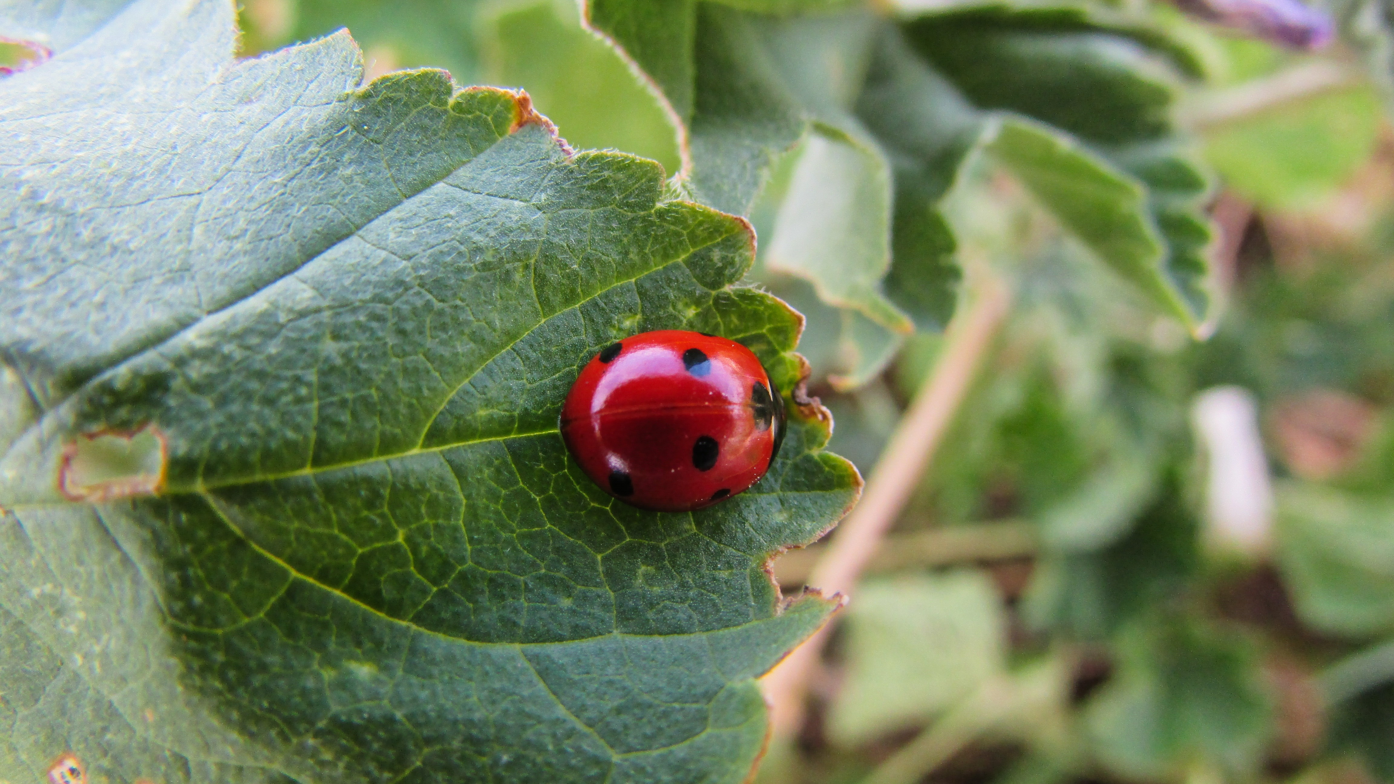 ladybug insect
