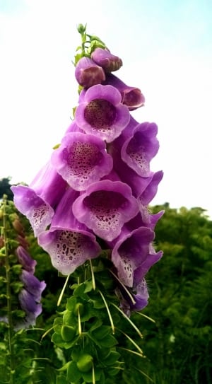 purple and white petaled flower thumbnail