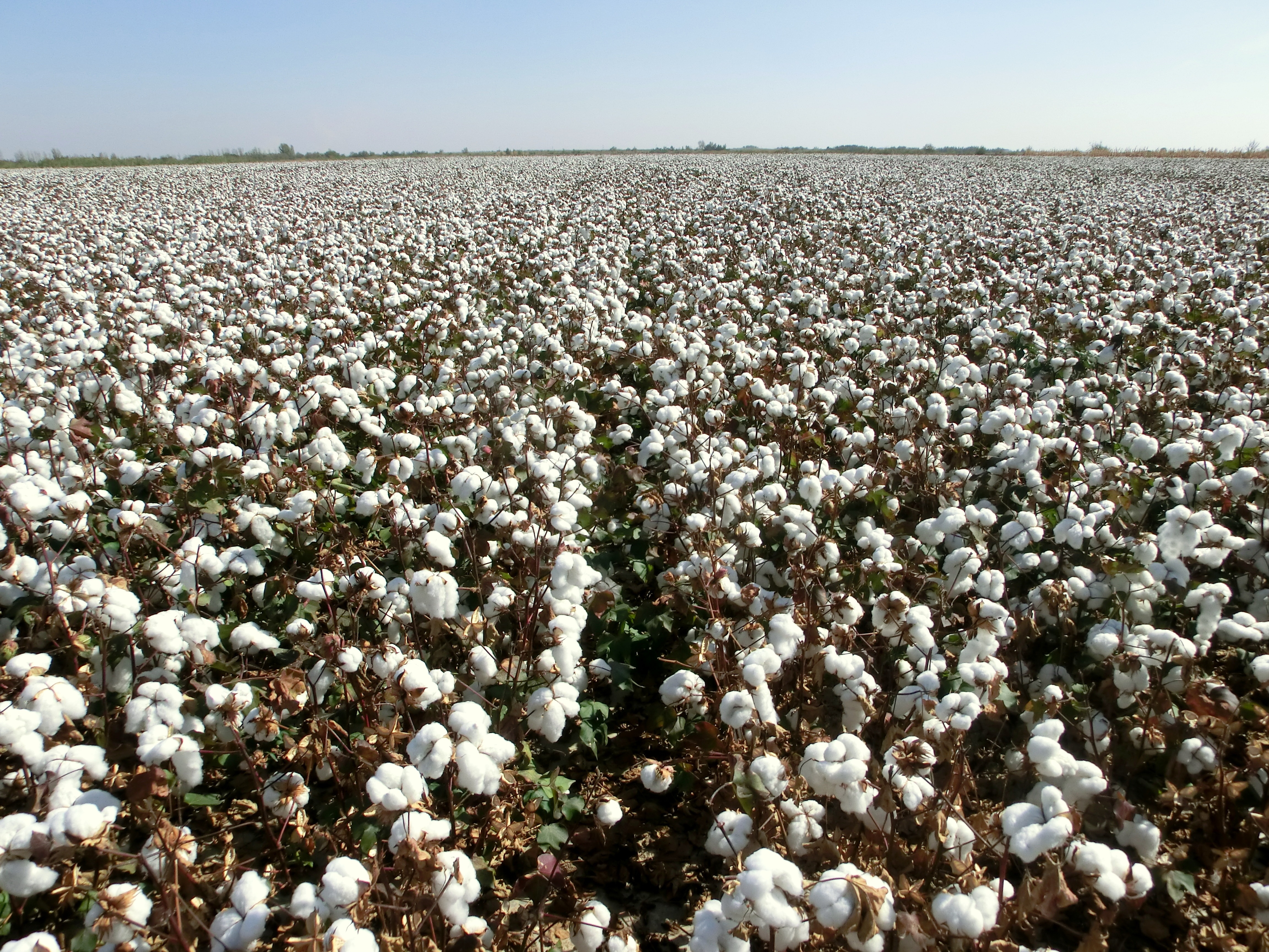 white cotton flower field