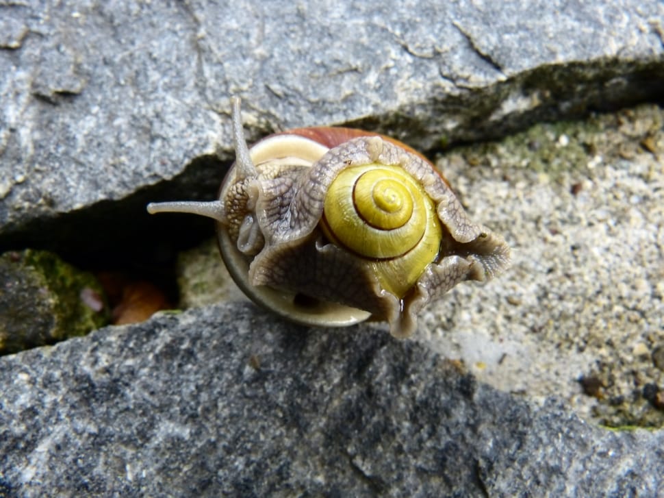 brown snail preview