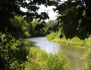 river surrounded by trees photo thumbnail