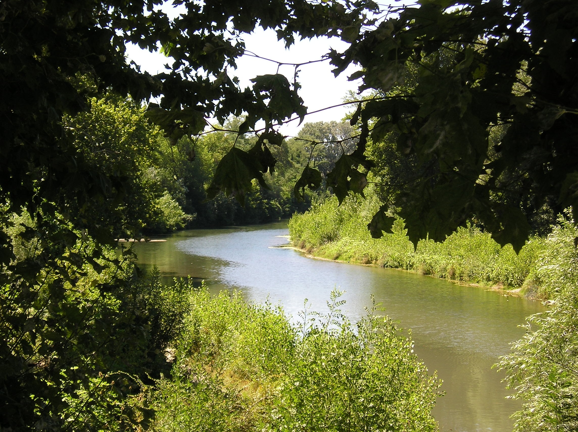 river surrounded by trees photo