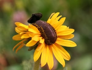 yellow black petaled flower thumbnail