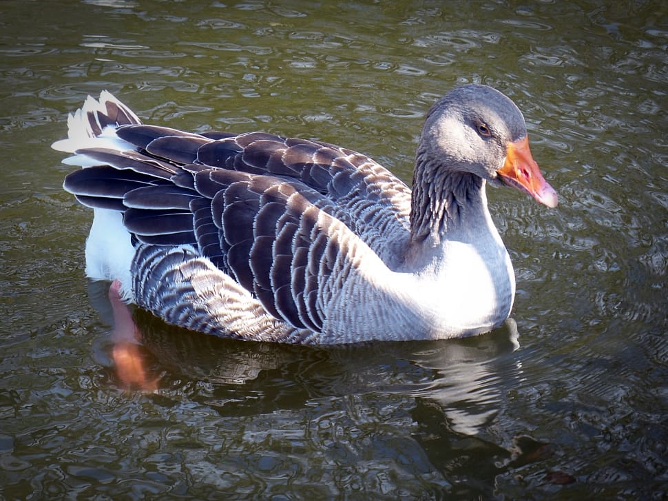 white and gray duck preview
