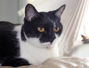 close up photo of tuxedo cat thumbnail