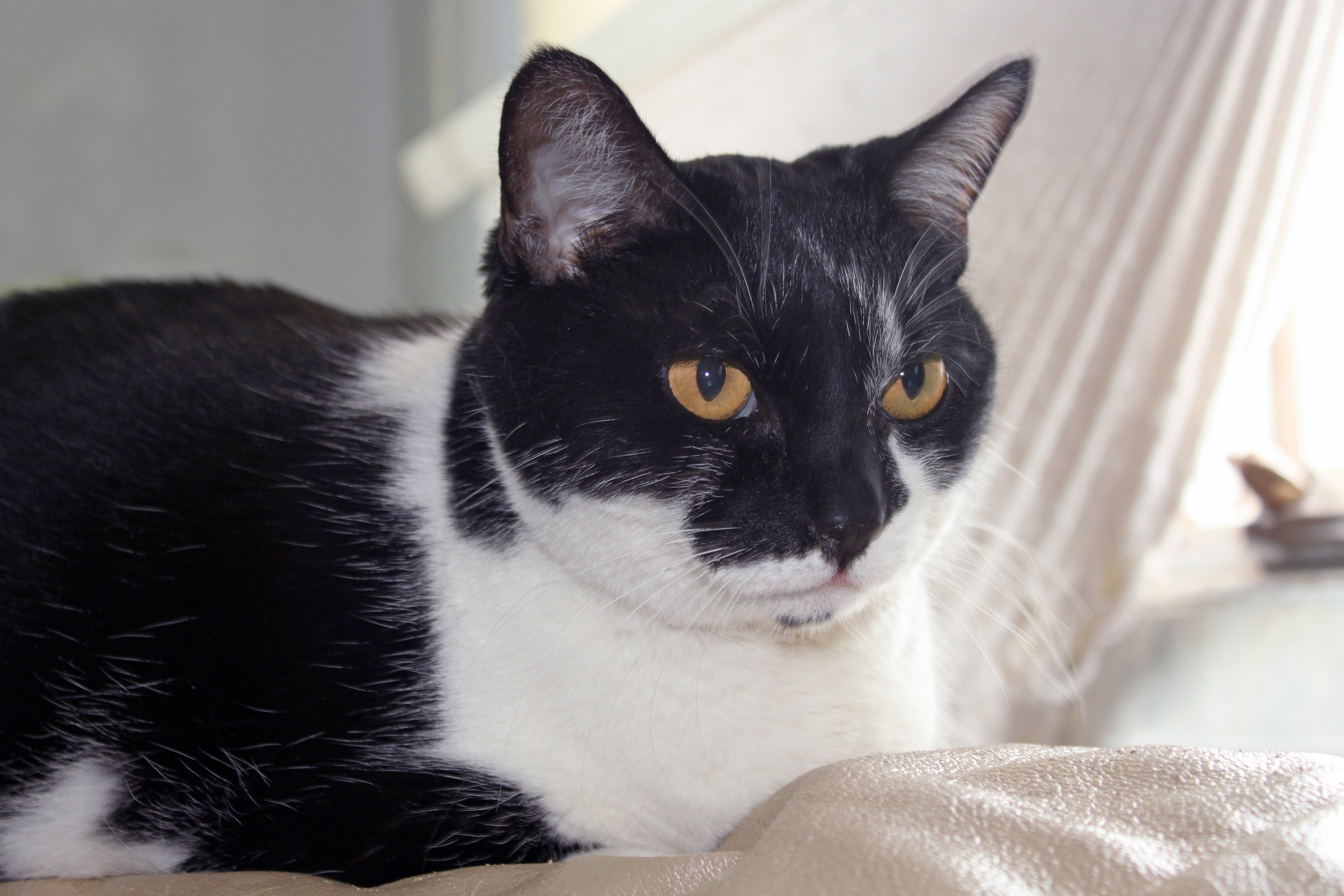 close up photo of tuxedo cat