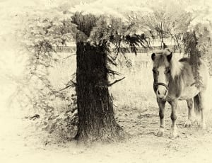 brown and white horse standing near a tree thumbnail