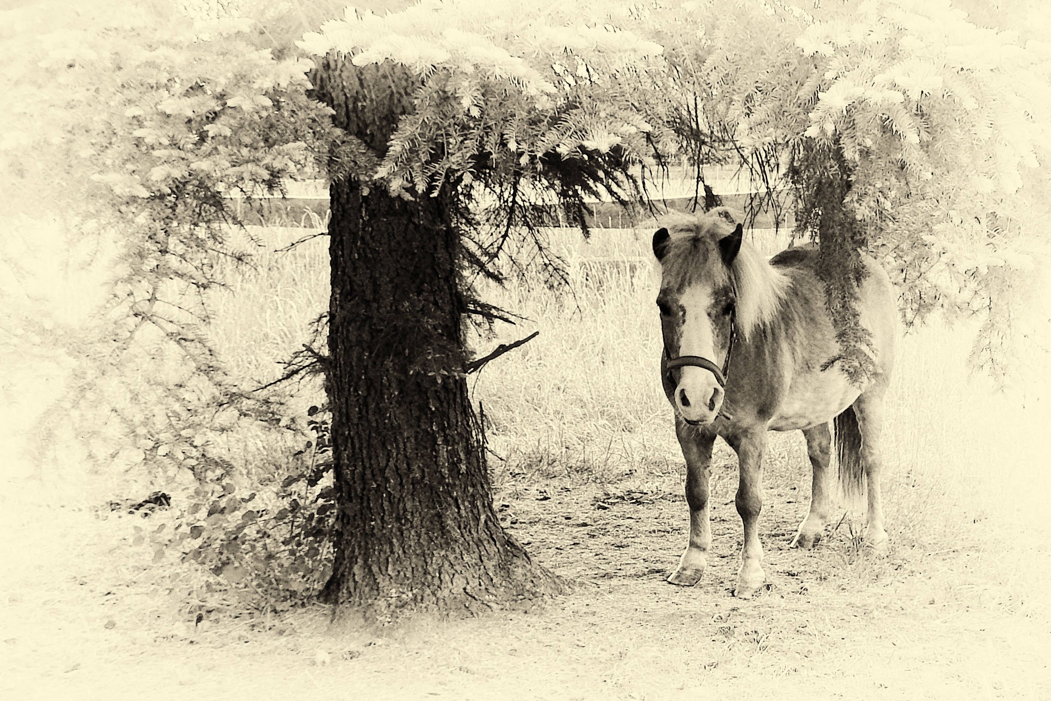 brown and white horse standing near a tree